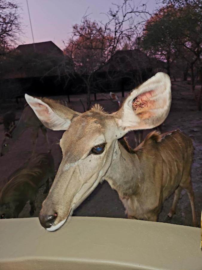 Appartement Kudus Crest Bush Retreat à Marloth Park Extérieur photo